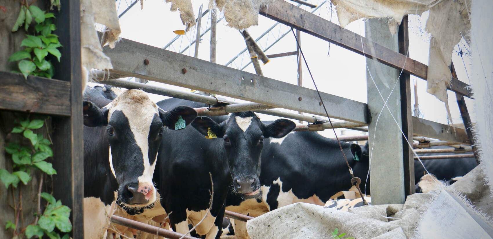 Cows on Wellacrest Farm in Mullica Hill, N.J., peer out of their damaged shelter a week after a tornado swept through, heavily damaging the farm's structures and killing more than a dozen cows