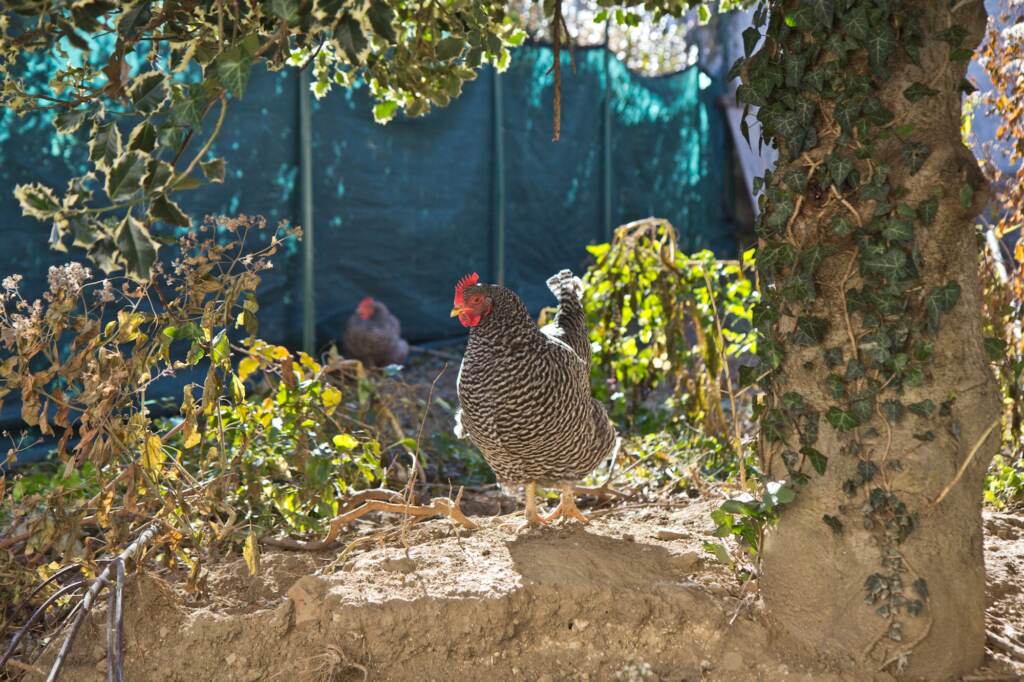 Chickens at Ms. V’s hard at work cleaning her yard in Philadelphia. (Kimberly Paynter/WHYY)