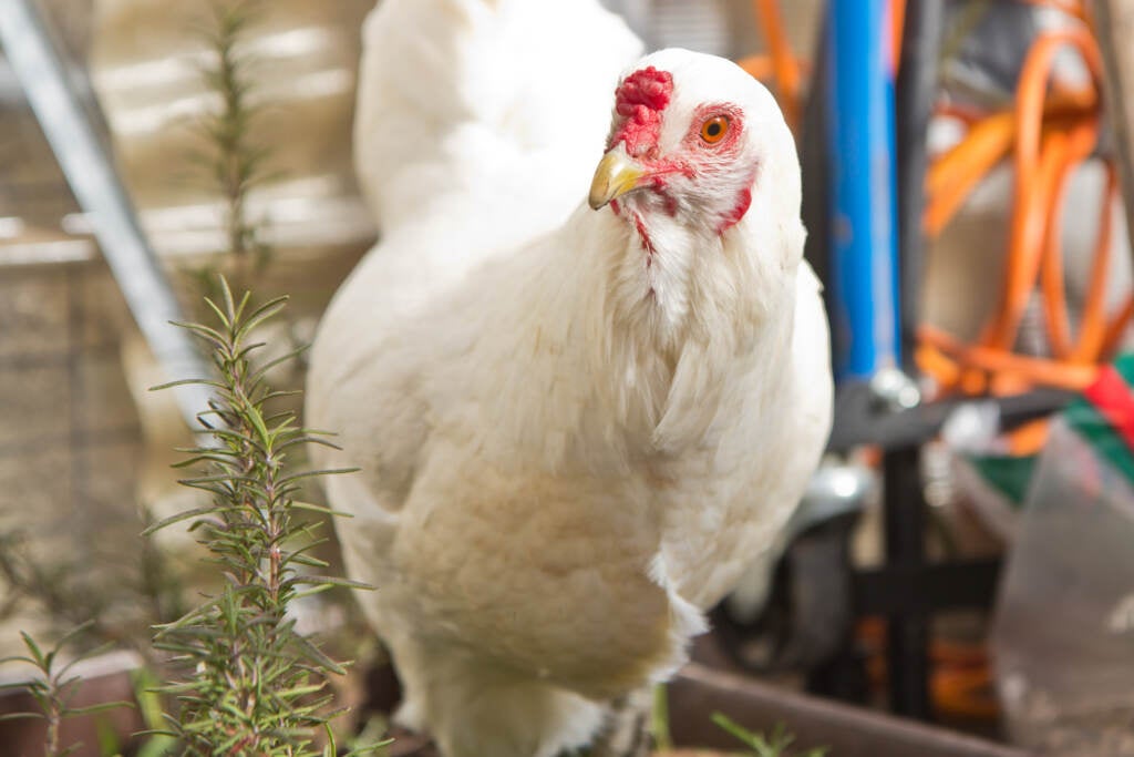 Chickens at Ms. V’s eat straight from container gardens in the greenhouse. (Kimberly Paynter/WHYY)