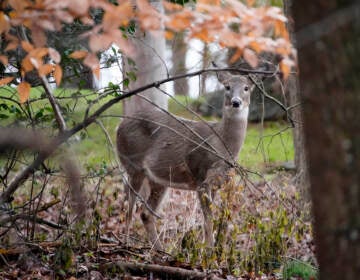 A deer peers through the woods, Monday, Nov. 23, 2020, in Pennsylvania. (AP Photo/Matt Slocum)