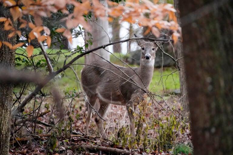 A deer peers through the woods, Monday, Nov. 23, 2020, in Pennsylvania. (AP Photo/Matt Slocum)