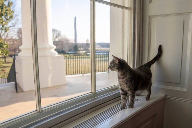 Willow, the Biden family's new pet cat, wanders around the White House on Wednesday, Jan. 27, 2022 in Washington. President Joe Biden and first lady Jill Biden have added Willow, a 2-year-old, green-eyed, gray and white feline from Pennsylvania, to their pet family.  The Washington Monument can be seen in the distance. (Erin Scott/The White House via AP)