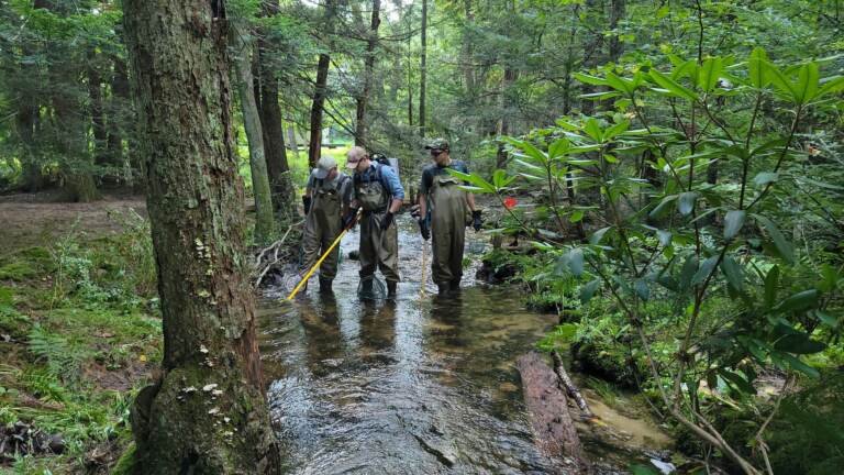 Academy Scientists Matt Tursi (left), Danny Morrill (center), and Colin Rohrback (right) conduct an electrofishing survey in a headwater stream of the Delaware River
