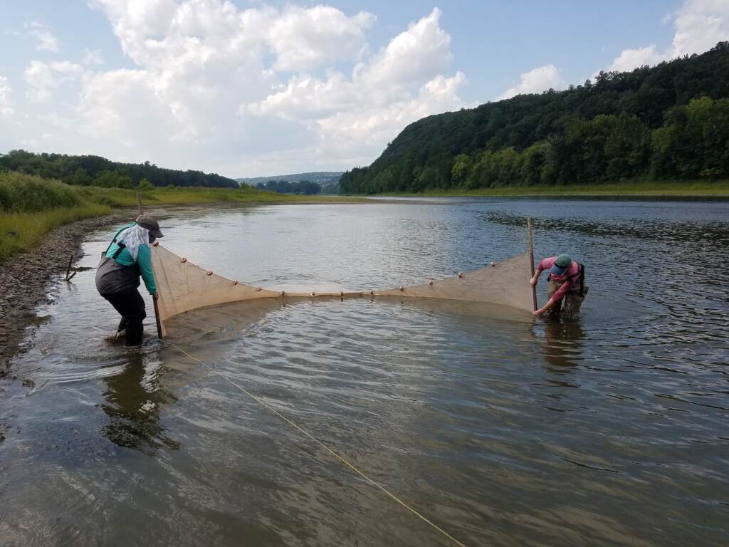 Academy scientists collect fish on the Susquehanna River
