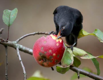 Fruit-eating animals spread the seeds of plants in ecosystems around the world. Their decline means plants could have a harder time finding new habitats as the climate changes. (Karl-Josef Hildenbrand/DPA/AFP via Getty Images)