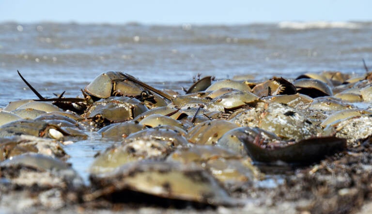 Horseshoe crabs are pictured on a beach