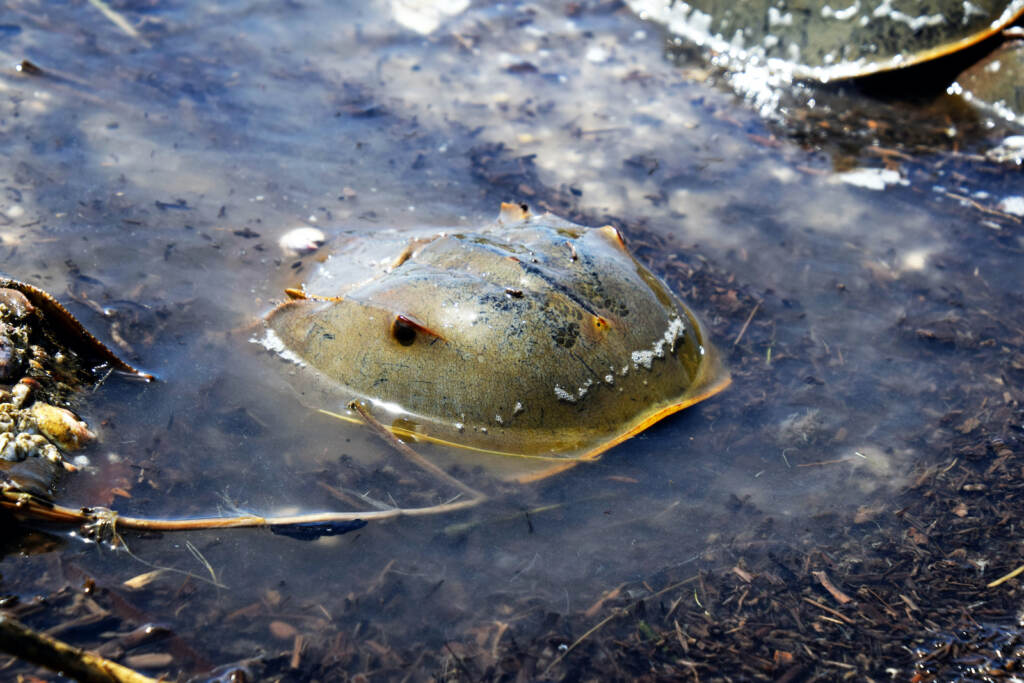 Horseshoe crabs are pictured on a beach