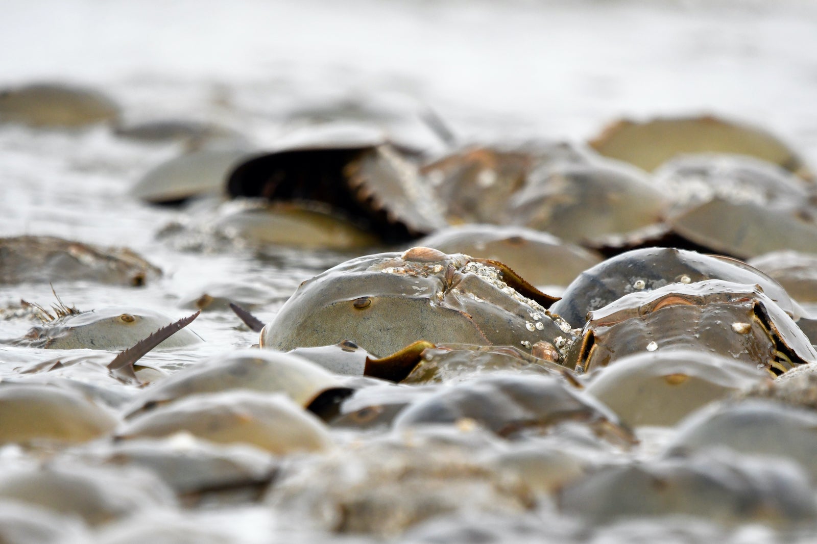 Commission wants to lift limits on Delaware Bay horseshoe crab harvesting WHYY