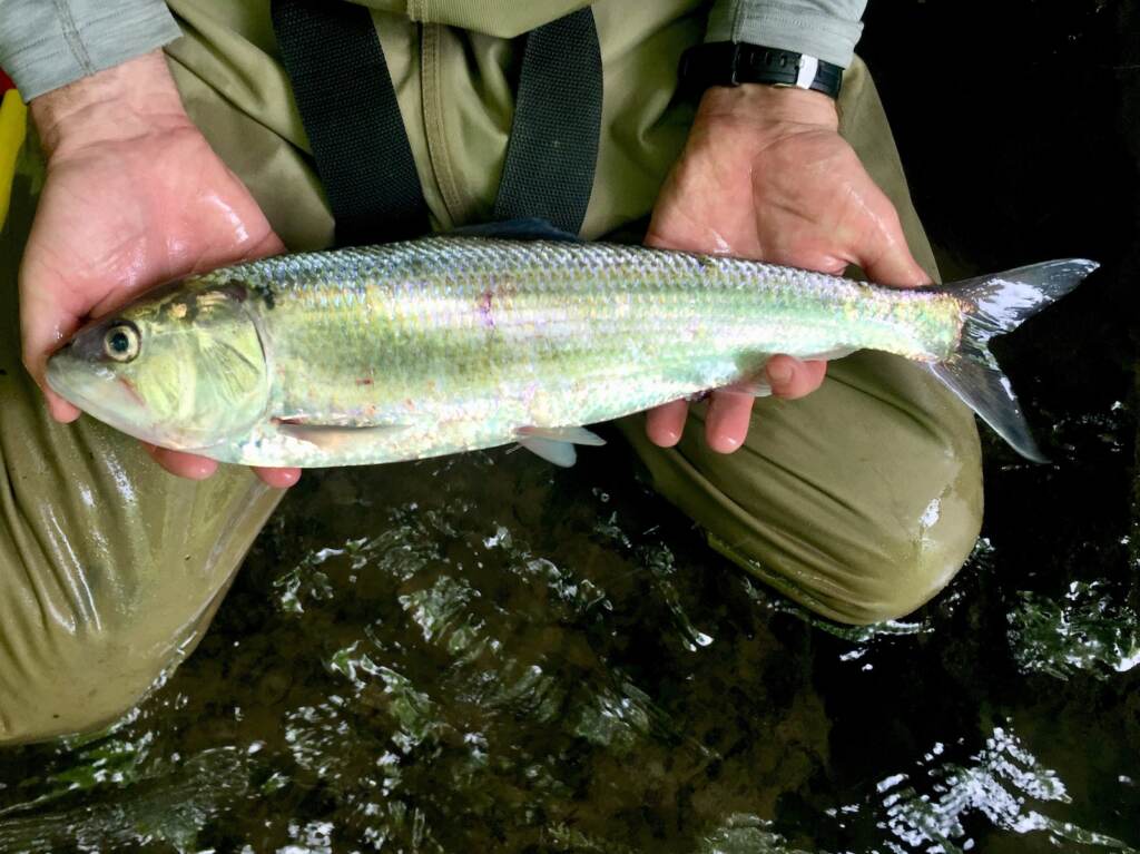 David Keller holds an American Shad collected on the Paulinskill River