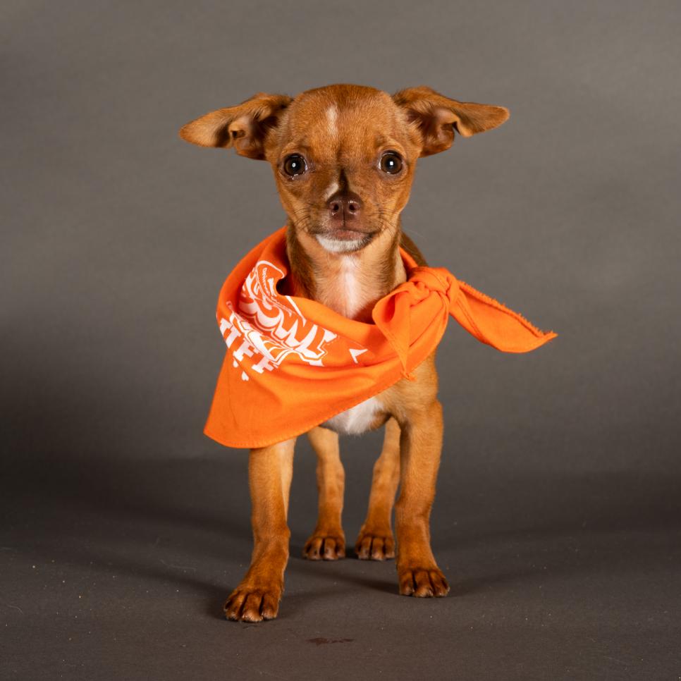 Bitsy wears a bandana representing Team Ruff