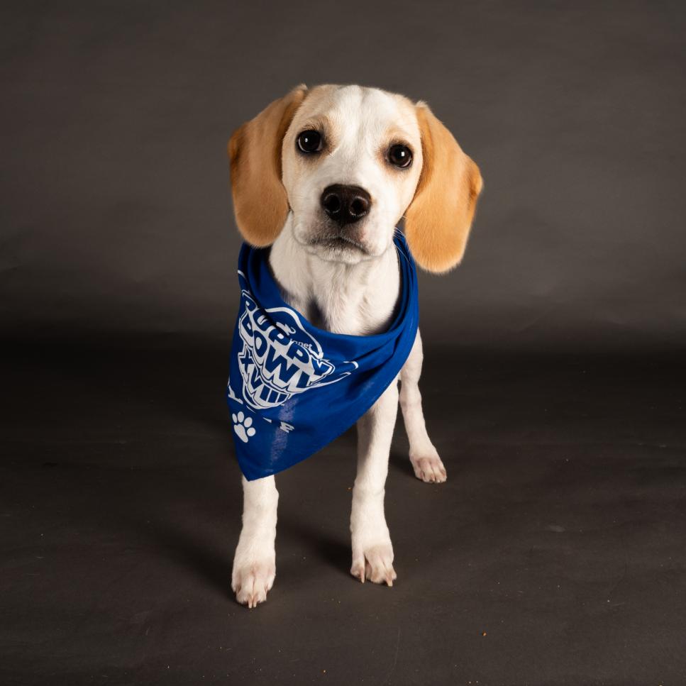 wears a bandana representing Team Fluff