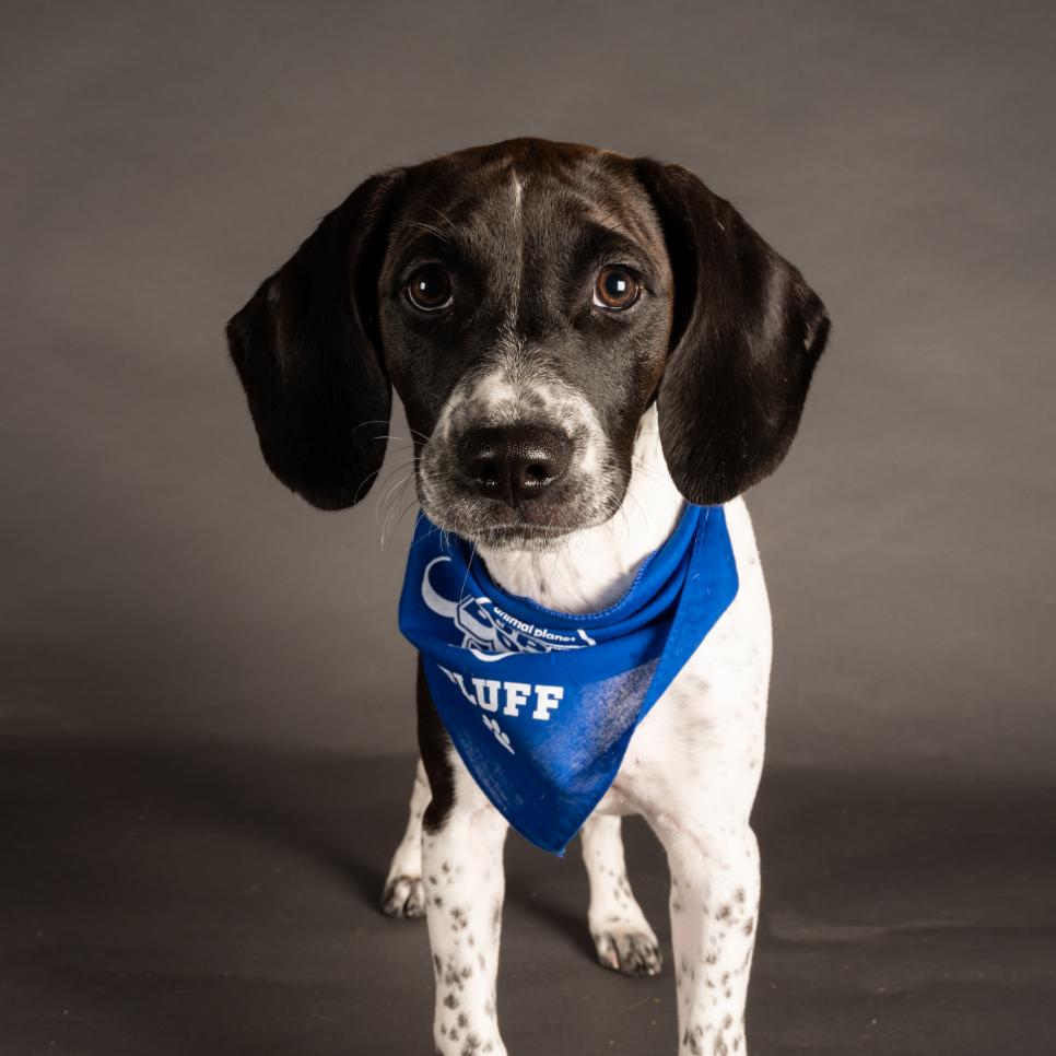 Brooke wears a bandana representing Team Fluff