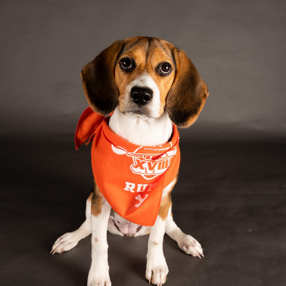 Missy wears a bandana representing Team Ruff