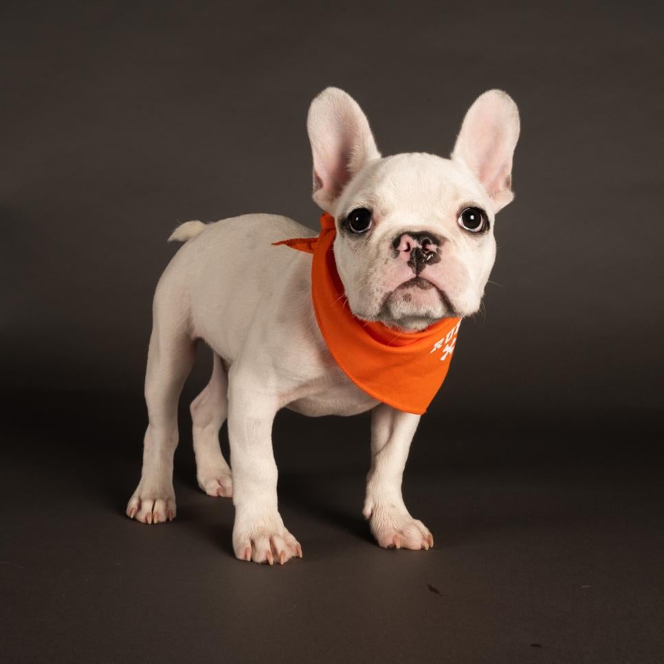 Moby wears a bandana representing Team Ruff