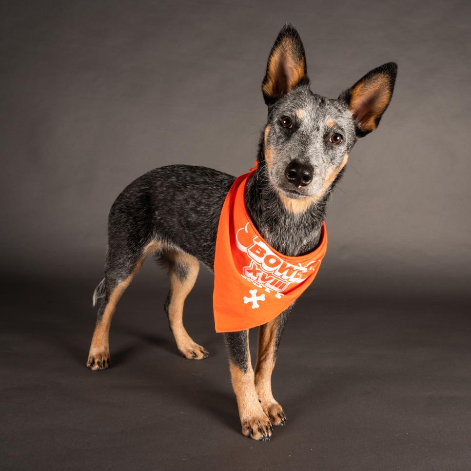 Ocean wears a bandana representing Team Ruff