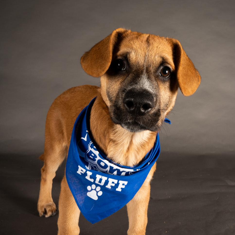 Patsy wears a bandana representing Team Fluff