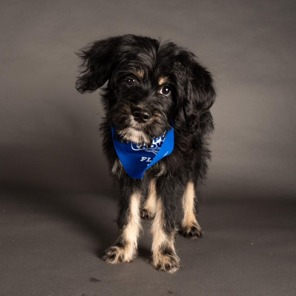 Ranger wears a bandana representing Team Fluff