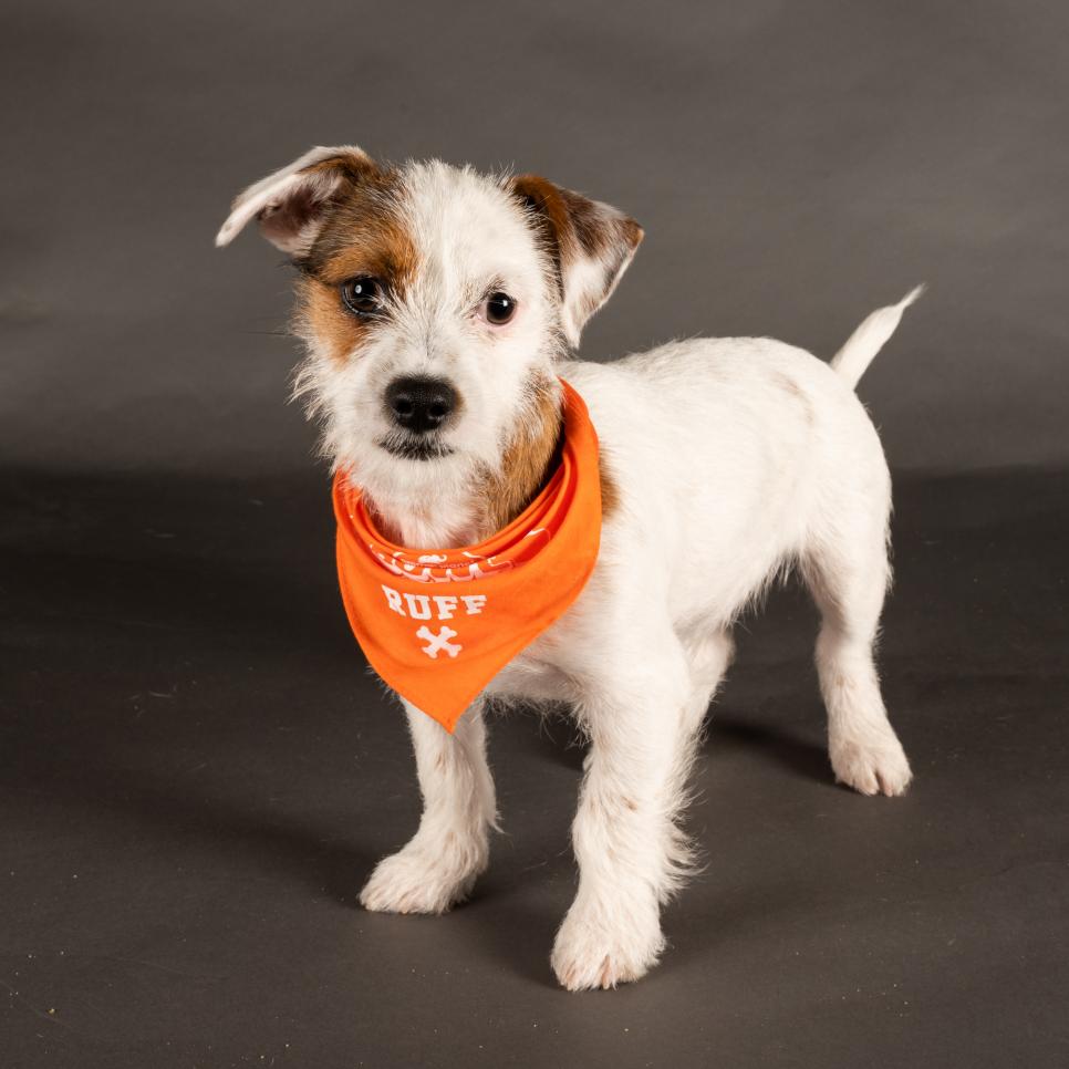 wears a bandana representing Team Ruff