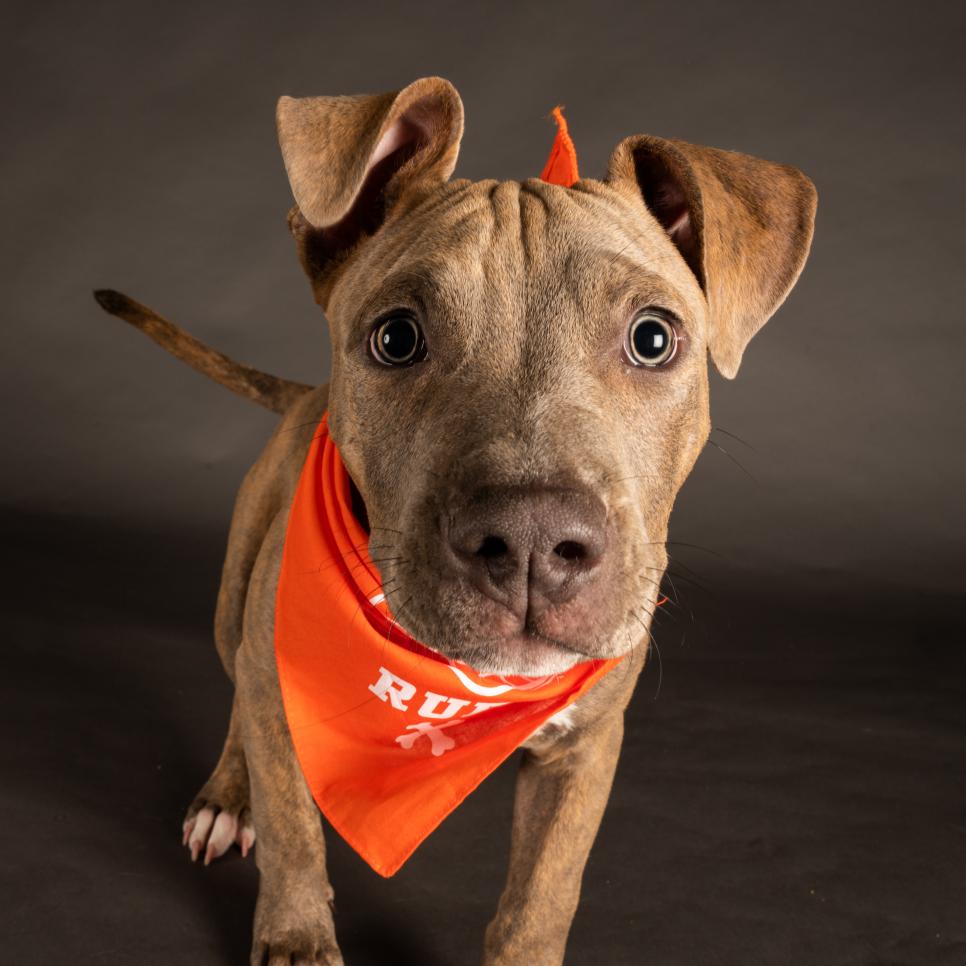 Tater Tot wears a bandana featuring Team Ruff