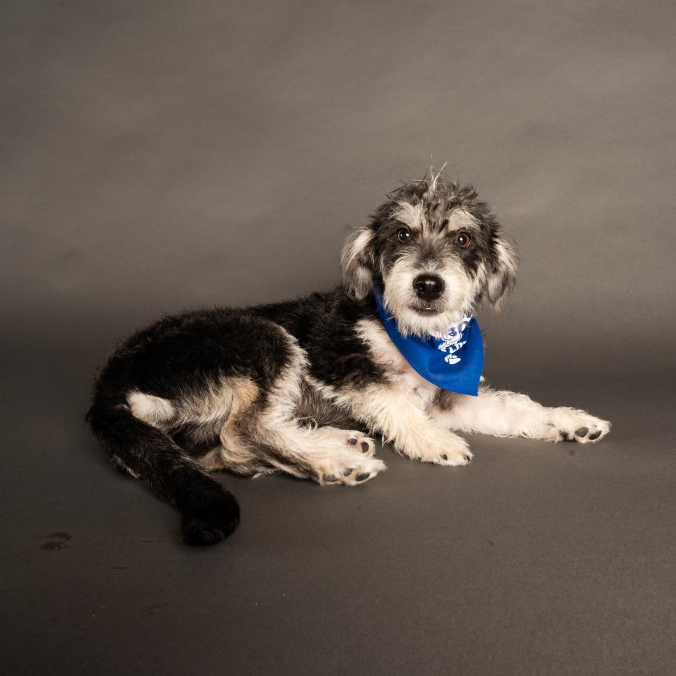 Tucker wears a bandana representing Team Fluff