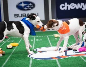 Two pups tug on the same toy during Puppy Bowl XVII.