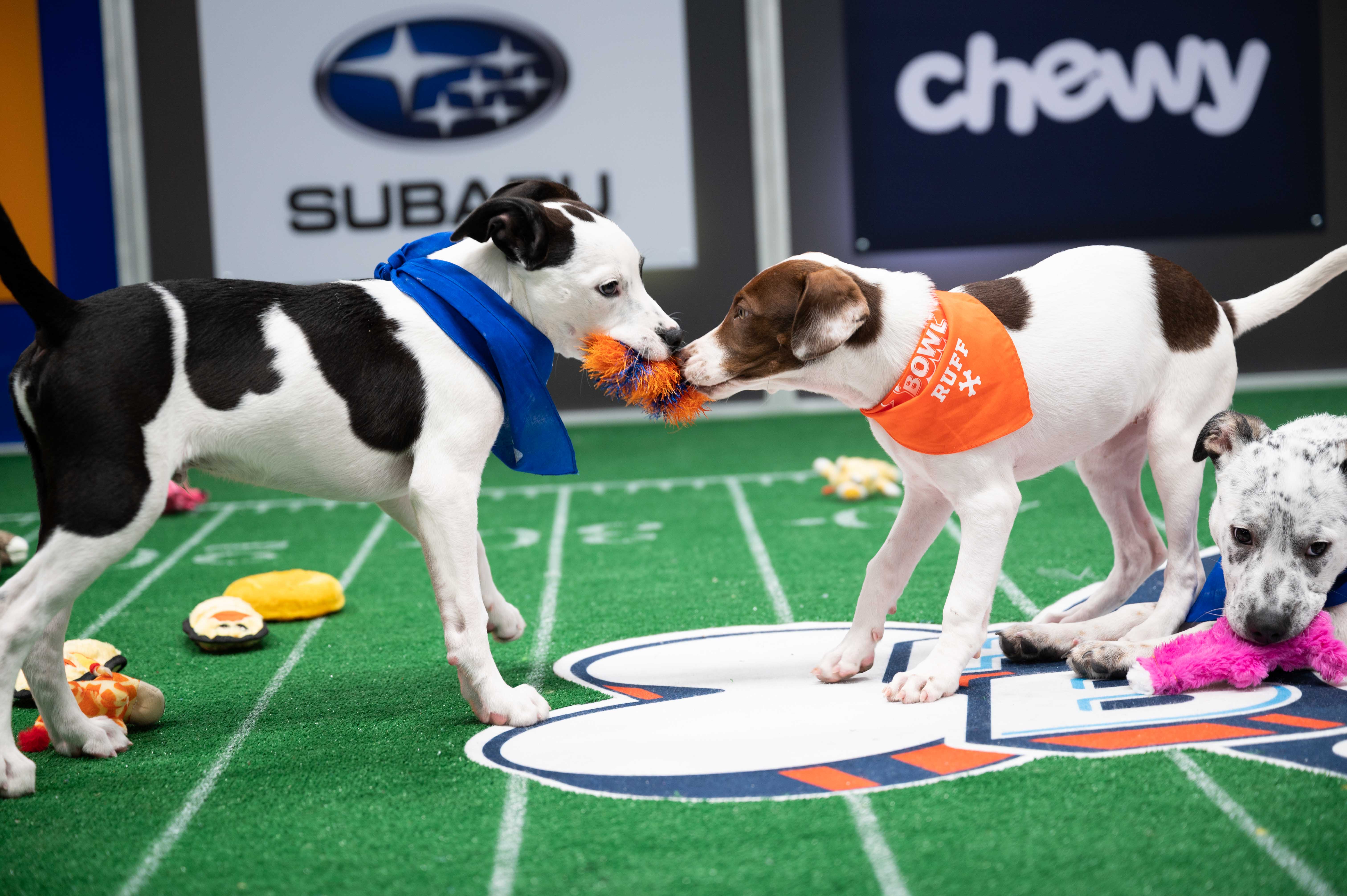 Puppy Bowl 2022 Dogs of the Delaware Valley will compete Christ Yoder
