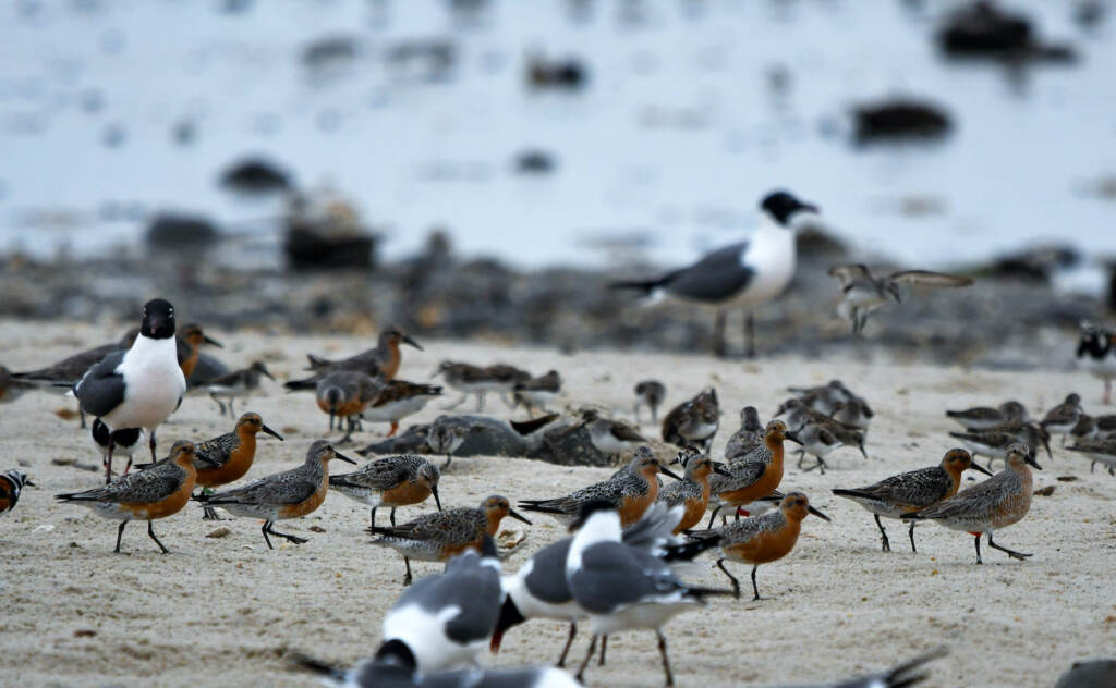 Red knot birds are pictured on a beach