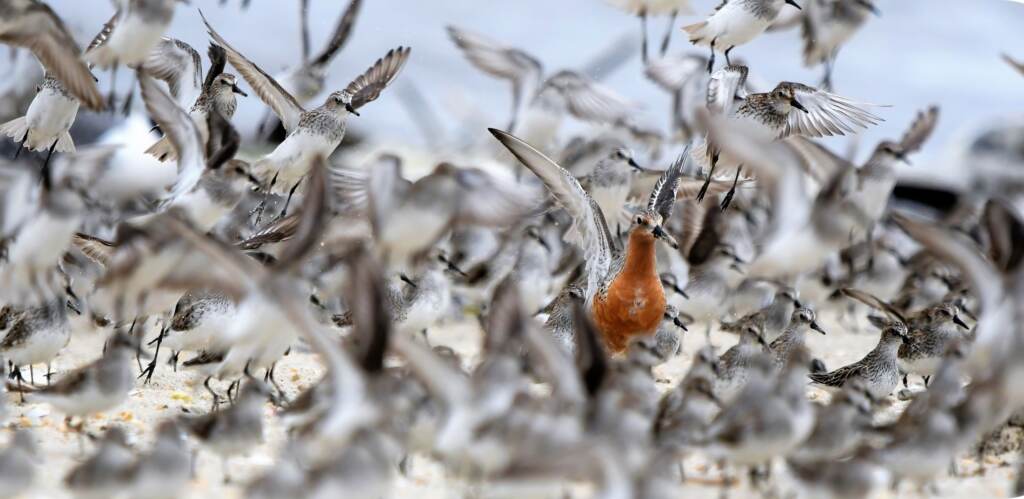 Red knot birds are pictured on a beach, along with a semipalmated