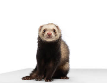 Studio shot of white grey ferret isolated over white background