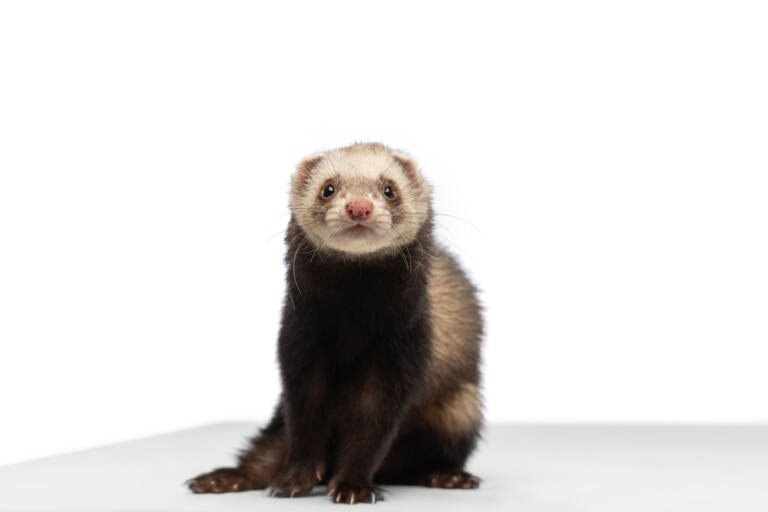 Studio shot of white grey ferret isolated over white background