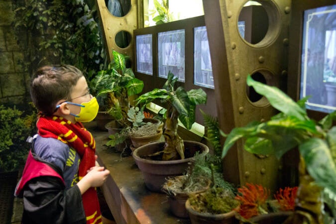 Guests are invited to pull a ''Mandrake'' at ''Harry Potter™: The Exhibition'' at the Franklin Institute in Philadelphia. (Kimberly Paynter/WHYY)