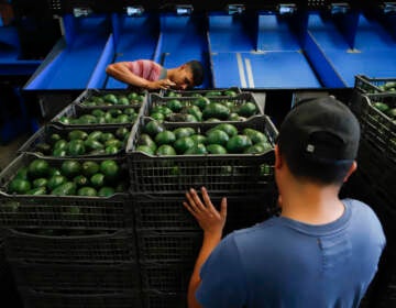 A worker selects avocados at a packing plant in Uruapan, Mexico, Wednesday, Feb. 16, 2022. Mexico has acknowledged that the U.S. government has suspended all imports of Mexican avocados after a U.S. plant safety inspector in Mexico received a threat