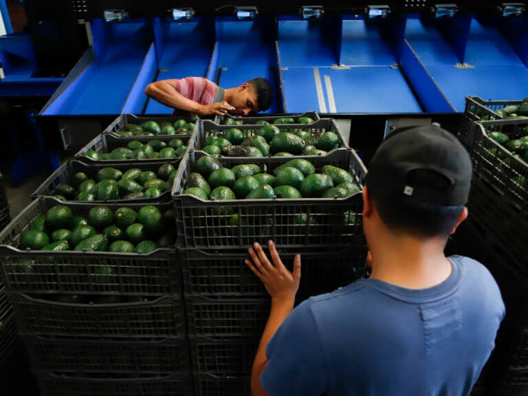 A worker selects avocados at a packing plant in Uruapan, Mexico, Wednesday, Feb. 16, 2022. Mexico has acknowledged that the U.S. government has suspended all imports of Mexican avocados after a U.S. plant safety inspector in Mexico received a threat