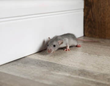 Grey rat near wooden wall on floor.