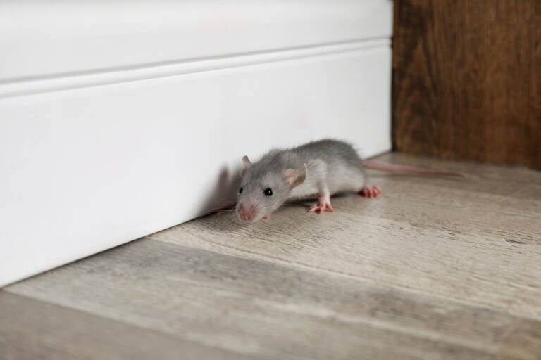 Grey rat near wooden wall on floor.