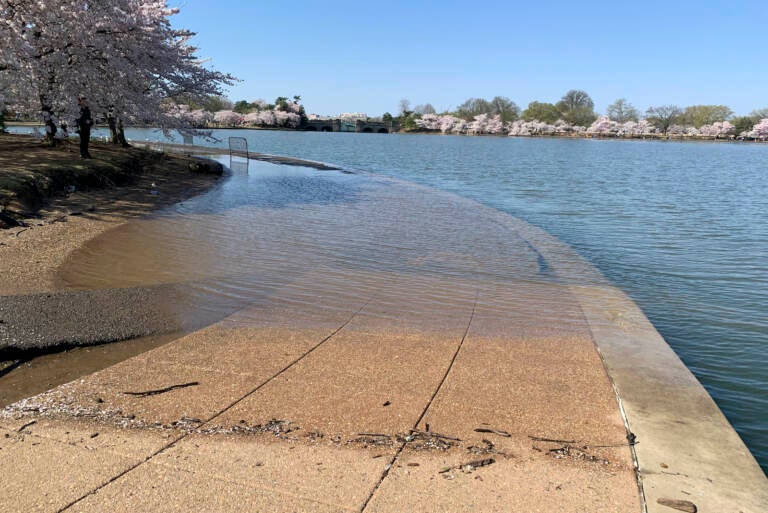 Part of the sidewalk near the Jefferson Memorial is covered in water during high tide at the Tidal Basin