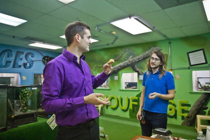 Philadelphia Insectarium & Butterfly Pavilion CEO John Cambridge (left) and a staff member interact with two leaf insects. (Kimberly Paynter/WHYY)