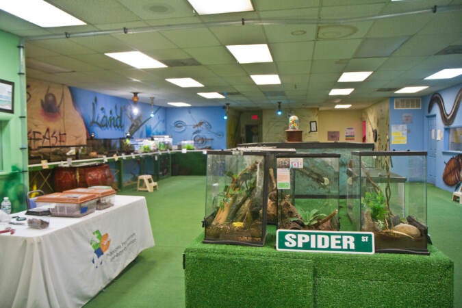 A room of insects at the Philadelphia Insectarium & Butterfly Pavilion. (Kimberly Paynter/WHYY)
