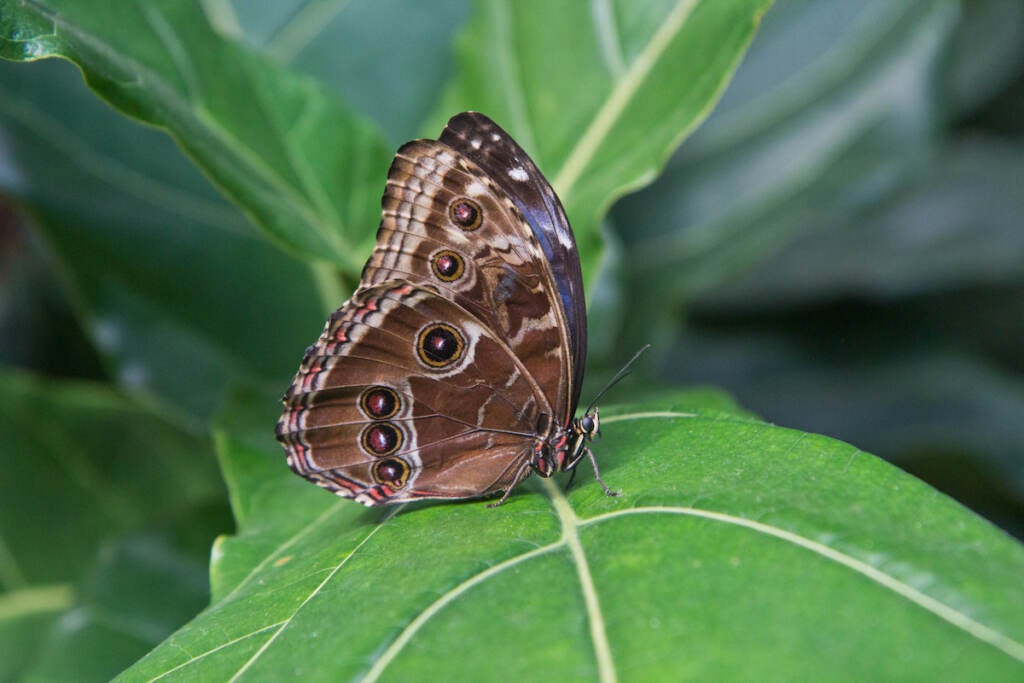 A brown and black butterfly sits on a green leaf.
