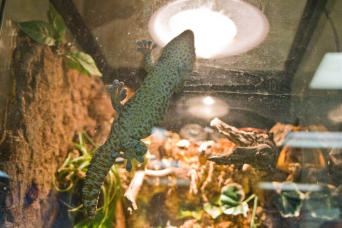 A Tokay Gecko basks in the heat lamp at the Philadelphia Insectarium & Butterfly Pavilion. (Kimberly Paynter/WHYY)