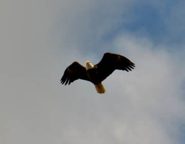 A bald eagle soars over birders at FDR Park durig an outing of the In Color Birding Club. (Emma Lee/WHYY)