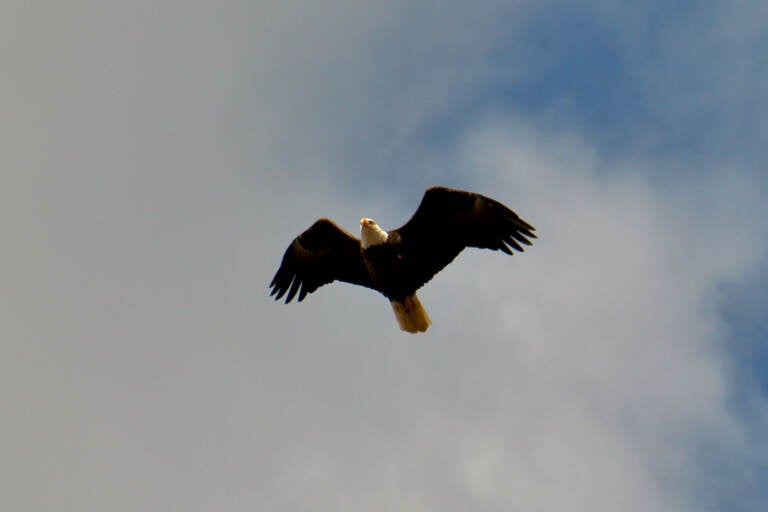 A bald eagle soars over birders at FDR Park durig an outing of the In Color Birding Club. (Emma Lee/WHYY)