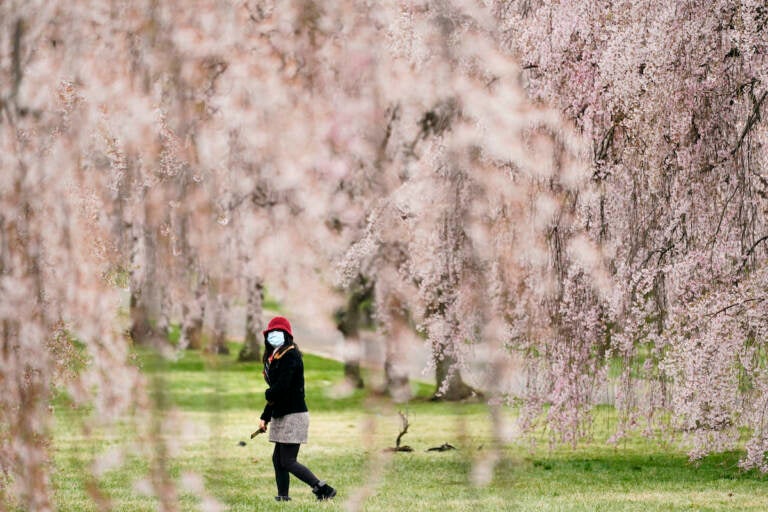 A person wearing a face mask as a precaution against the coronavirus walks amongst blooming cherry trees on a spring day at the Fairmount Park in Philadelphia, Friday, April 9, 2021.