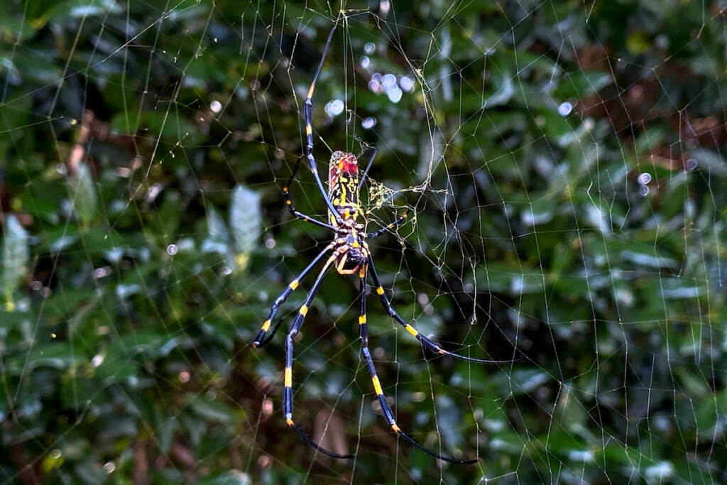 File photo: The Joro spider, a large spider native to East Asia, is seen in Johns Creek, Ga., on Sunday, Oct. 24, 2021. Researchers say the large spider that proliferated in Georgia in 2021 could spread to much of the East Coast