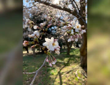 Early Yoshino cherry blooms in West Fairmount Park, looking pretty good despite the frost. (Courtesy of Sandi Polyakov)