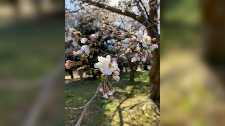 Early Yoshino cherry blooms in West Fairmount Park, looking pretty good despite the frost. (Courtesy of Sandi Polyakov)