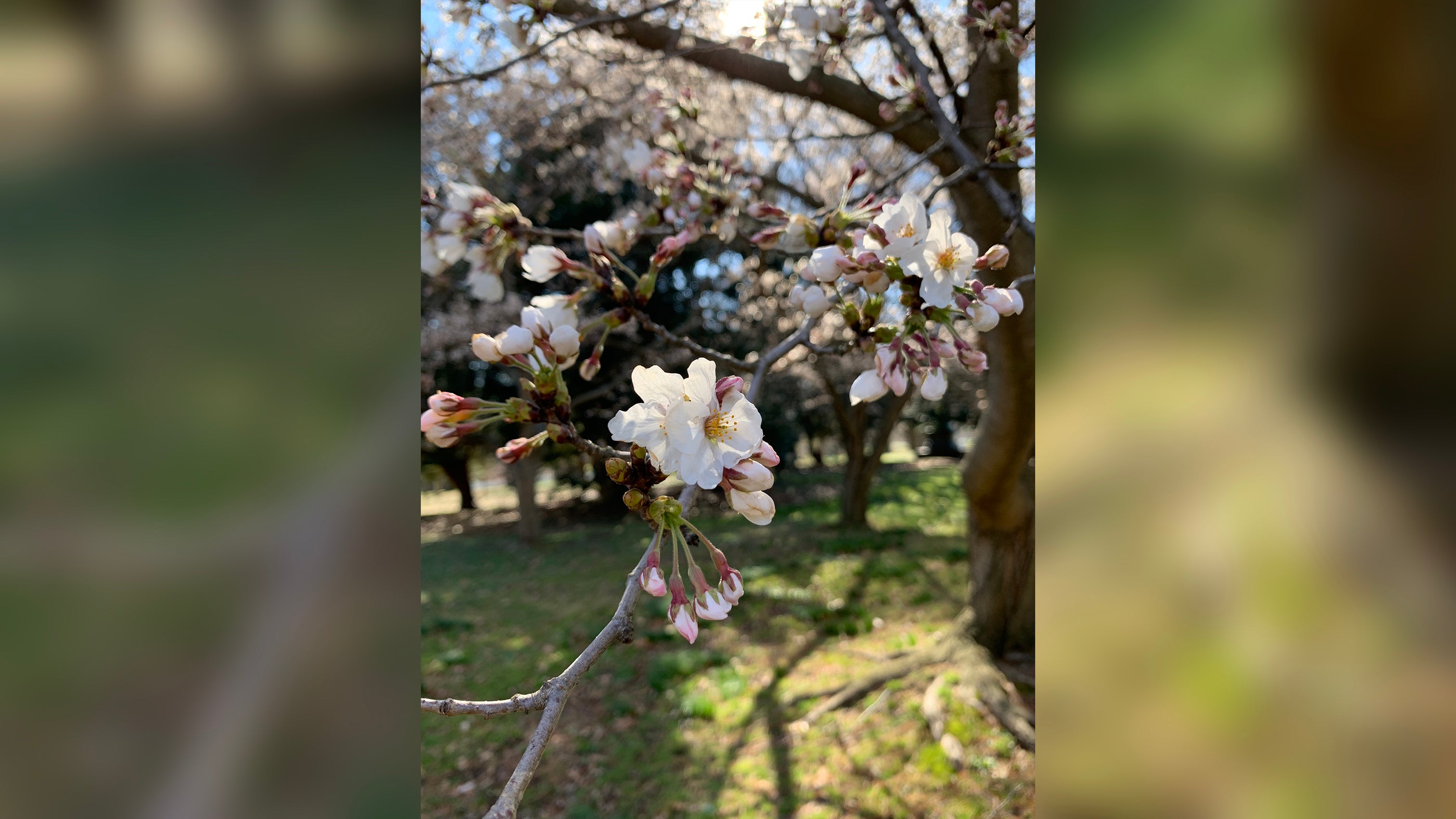 Frost threatens Philly's cherry blossom 'peak bloom' - WHYY