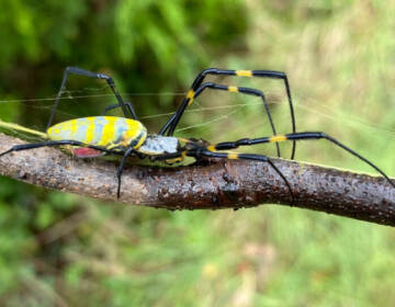 Joro spiders as big as the palm of your hand could soon expand their territory from the Southeast to as far north as Delaware. (Courtesy of UGA)