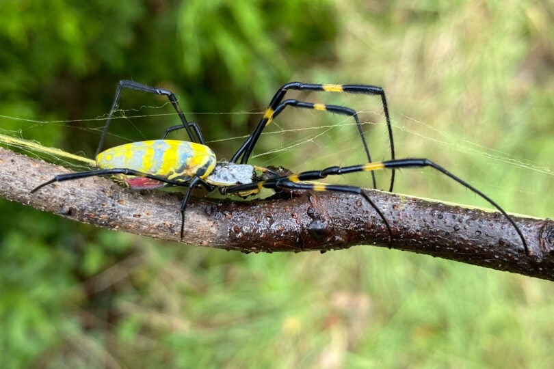 No, you don't need to worry about joro spiders : NPR