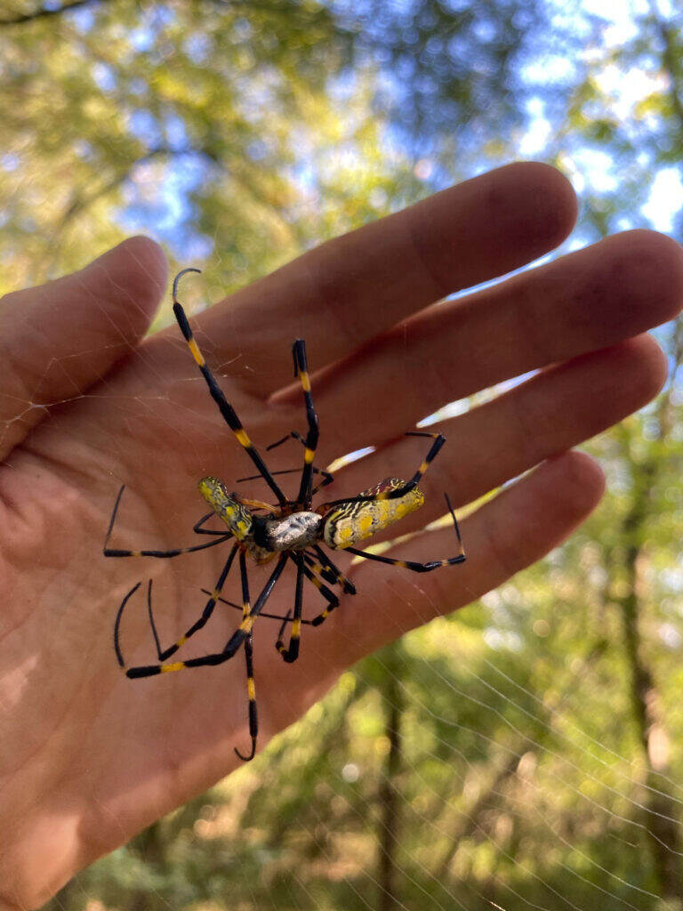 These large, invasive spiders could spread throughout the eastern U.S.